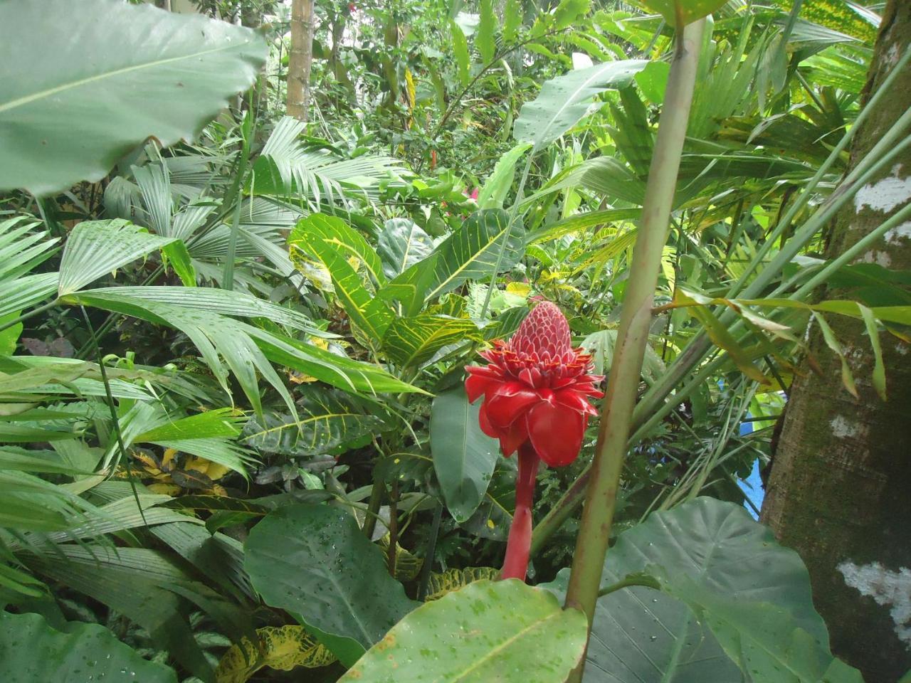 Hotel Mandarina Quepos Eksteriør billede